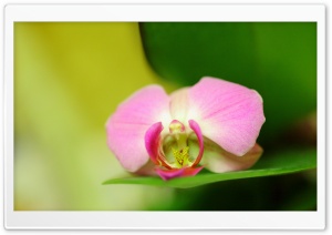 Pink Orchid Flower Ultra HD Wallpaper for 4K UHD Widescreen desktop, tablet & smartphone