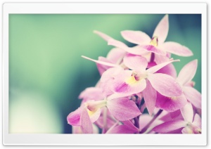 Pink Orchids Ultra HD Wallpaper for 4K UHD Widescreen desktop, tablet & smartphone