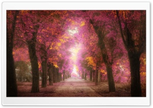 Pink Park Ultra HD Wallpaper for 4K UHD Widescreen desktop, tablet & smartphone