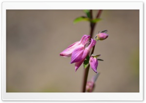 Pink Partial Blooms Ultra HD Wallpaper for 4K UHD Widescreen desktop, tablet & smartphone
