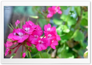 Pink Pelargonium Ultra HD Wallpaper for 4K UHD Widescreen desktop, tablet & smartphone