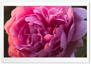 Pink Peony Flower Macro Ultra HD Wallpaper for 4K UHD Widescreen desktop, tablet & smartphone