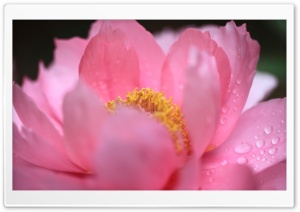 Pink Peony, Paeonia suffruticosa Flower, Macro 4K UHD Wallpaper for Widescreen and UltraWide Desktop, UltraHD TV, Smartphone, Tablet