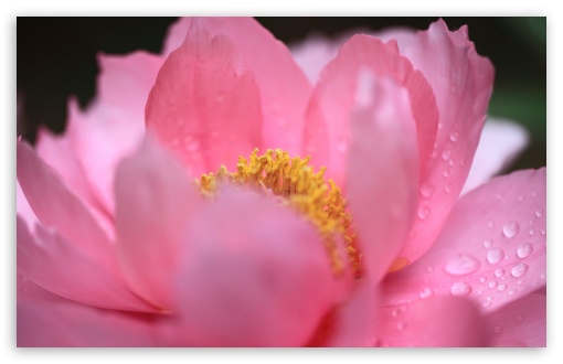 Pink Peony, Paeonia suffruticosa Flower, Macro UltraHD Wallpaper for UHD 16:9 ; HD 16:9 ; UltraWide 21:9 24:10 32:9 32:10 ; Widescreen 16:10 5:3 ; Fullscreen 4:3 5:4 3:2 ; Tablet 1:1 ; Mobile 9:16 9:19.5 9:20 9:21 9:22 10:16 2:3 3:5 3:4 ; Dual 16:10 5:3 16:9 4:3 5:4 3:2 ;