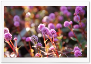 Pink Persicaria Capitata Ultra HD Wallpaper for 4K UHD Widescreen desktop, tablet & smartphone