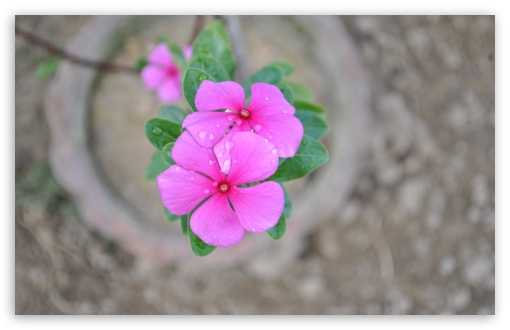 Pink Petals UltraHD Wallpaper for UHD 16:9 2160p 1440p 1080p 900p 720p ; 8K UHD TV 16:9 Ultra High Definition 2160p 1440p 1080p 900p 720p ; Widescreen 16:10 5:3 WHXGA WQXGA WUXGA WXGA WGA ; Fullscreen 4:3 5:4 3:2 UXGA XGA SVGA QSXGA SXGA DVGA HVGA HQVGA ( Apple PowerBook G4 iPhone 4 3G 3GS iPod Touch ) ; Tablet 1:1 ; Mobile 3:5 3:4 - ; Dual 4:3 5:4 UXGA XGA SVGA QSXGA SXGA ;