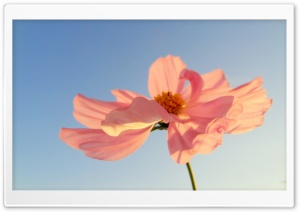 Pink Petals In Sunlight Ultra HD Wallpaper for 4K UHD Widescreen desktop, tablet & smartphone