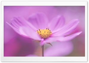 Pink Petals Macro Ultra HD Wallpaper for 4K UHD Widescreen desktop, tablet & smartphone