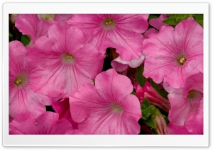 Pink Petunia Ultra HD Wallpaper for 4K UHD Widescreen desktop, tablet & smartphone