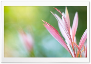 Pink Plant Macro Ultra HD Wallpaper for 4K UHD Widescreen desktop, tablet & smartphone