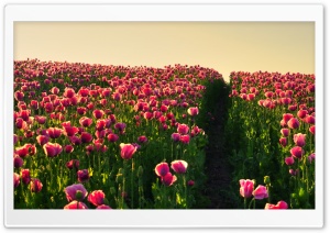 Pink Poppies Ultra HD Wallpaper for 4K UHD Widescreen desktop, tablet & smartphone
