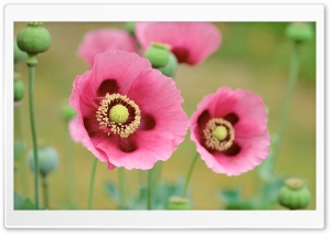 Pink Poppy Ultra HD Wallpaper for 4K UHD Widescreen desktop, tablet & smartphone