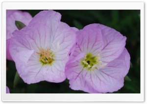 Pink Primrose Flowers Ultra HD Wallpaper for 4K UHD Widescreen desktop, tablet & smartphone