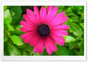 Pink Princess Ultra HD Wallpaper for 4K UHD Widescreen desktop, tablet & smartphone