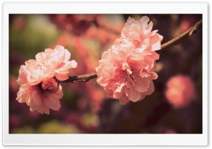 Pink Prunus Flowers Ultra HD Wallpaper for 4K UHD Widescreen desktop, tablet & smartphone