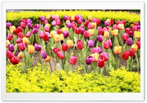 Pink Red Tulips Ultra HD Wallpaper for 4K UHD Widescreen desktop, tablet & smartphone