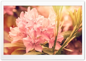 Pink Rhododendron Flower Ultra HD Wallpaper for 4K UHD Widescreen desktop, tablet & smartphone