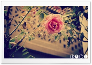 Pink Rose Ultra HD Wallpaper for 4K UHD Widescreen desktop, tablet & smartphone