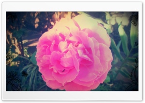 Pink Rose 2 Ultra HD Wallpaper for 4K UHD Widescreen desktop, tablet & smartphone