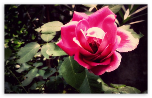 Pink Rose 2 UltraHD Wallpaper for Widescreen 16:10 ;