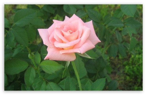 Pink Rose UltraHD Wallpaper for Widescreen 16:10 ;