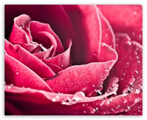 pink rose UltraHD Wallpaper for Fullscreen 5:4 ;