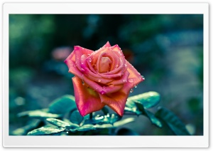 Pink Rose After Rain Ultra HD Wallpaper for 4K UHD Widescreen desktop, tablet & smartphone