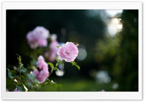 Pink Rose Bokeh Ultra HD Wallpaper for 4K UHD Widescreen desktop, tablet & smartphone