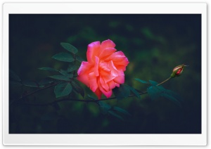 Pink Rose Capture Ultra HD Wallpaper for 4K UHD Widescreen desktop, tablet & smartphone