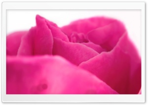 Pink Rose Close-up Ultra HD Wallpaper for 4K UHD Widescreen desktop, tablet & smartphone