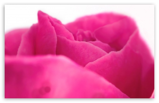 Pink Rose Close-up UltraHD Wallpaper for HD 16:9 ; Widescreen 16:10 5:3 ; Fullscreen 4:3 5:4 3:2 ; Tablet 1:1 ; Mobile 3:5 3:4 ;