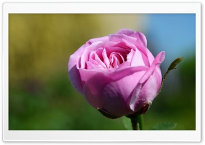 Pink Rose Flower Ultra HD Wallpaper for 4K UHD Widescreen desktop, tablet & smartphone