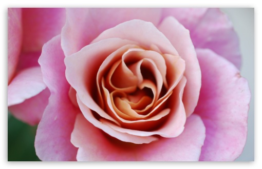 3D Rose Live Wallpaper Lite - Apps on Google Play