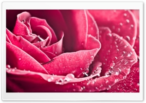 Pink Rose Flower Petals Macro Ultra HD Wallpaper for 4K UHD Widescreen desktop, tablet & smartphone