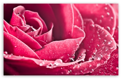 Pink Rose Flower Petals Macro UltraHD Wallpaper for Widescreen 16:10 ;