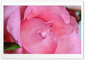 Pink Rose Macro Ultra HD Wallpaper for 4K UHD Widescreen desktop, tablet & smartphone