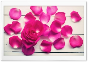 Pink Rose Petals Ultra HD Wallpaper for 4K UHD Widescreen desktop, tablet & smartphone