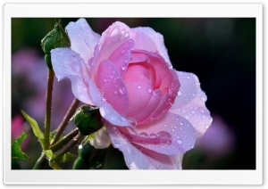 Pink Rose, Summer Ultra HD Wallpaper for 4K UHD Widescreen desktop, tablet & smartphone
