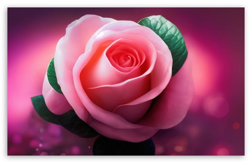 Pink Rose with Love UltraHD Wallpaper for UHD 16:9 2160p 1440p 1080p 900p 720p ; 8K UHD TV 16:9 Ultra High Definition 2160p 1440p 1080p 900p 720p ; UltraWide 21:9 24:10 ; Widescreen 16:10 5:3 WHXGA WQXGA WUXGA WXGA WGA ; Fullscreen 4:3 5:4 3:2 UXGA XGA SVGA QSXGA SXGA DVGA HVGA HQVGA ( Apple PowerBook G4 iPhone 4 3G 3GS iPod Touch ) ; Tablet 1:1 ;