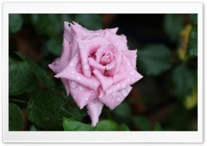 Pink Rose With Raindrops Ultra HD Wallpaper for 4K UHD Widescreen desktop, tablet & smartphone