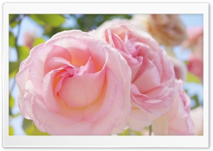 Pink Roses Ultra HD Wallpaper for 4K UHD Widescreen desktop, tablet & smartphone
