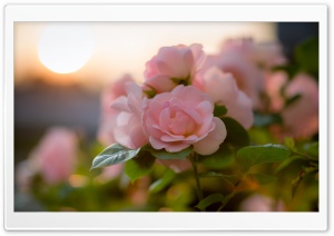 Pink Roses, Bokeh Ultra HD Wallpaper for 4K UHD Widescreen desktop, tablet & smartphone