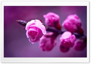 Pink Roses Branch Macro Ultra HD Wallpaper for 4K UHD Widescreen desktop, tablet & smartphone