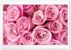 Pink Roses Close-up Ultra HD Wallpaper for 4K UHD Widescreen desktop, tablet & smartphone