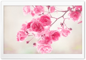 Pink Roses Flowers Ultra HD Wallpaper for 4K UHD Widescreen desktop, tablet & smartphone