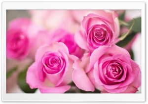 Pink Roses Flowers Ultra HD Wallpaper for 4K UHD Widescreen desktop, tablet & smartphone