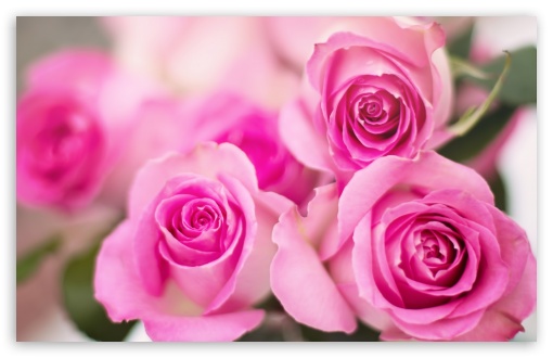 Pink Roses Flowers Ultra HD Desktop Background Wallpaper for 4K UHD TV ...