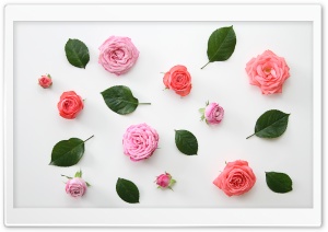 Pink Roses Flowers Design Ultra HD Wallpaper for 4K UHD Widescreen desktop, tablet & smartphone