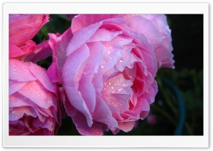 Pink Roses With Water Drops Ultra HD Wallpaper for 4K UHD Widescreen desktop, tablet & smartphone