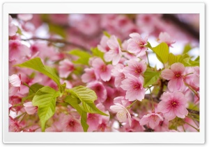 Pink Sakura Bloom Ultra HD Wallpaper for 4K UHD Widescreen desktop, tablet & smartphone